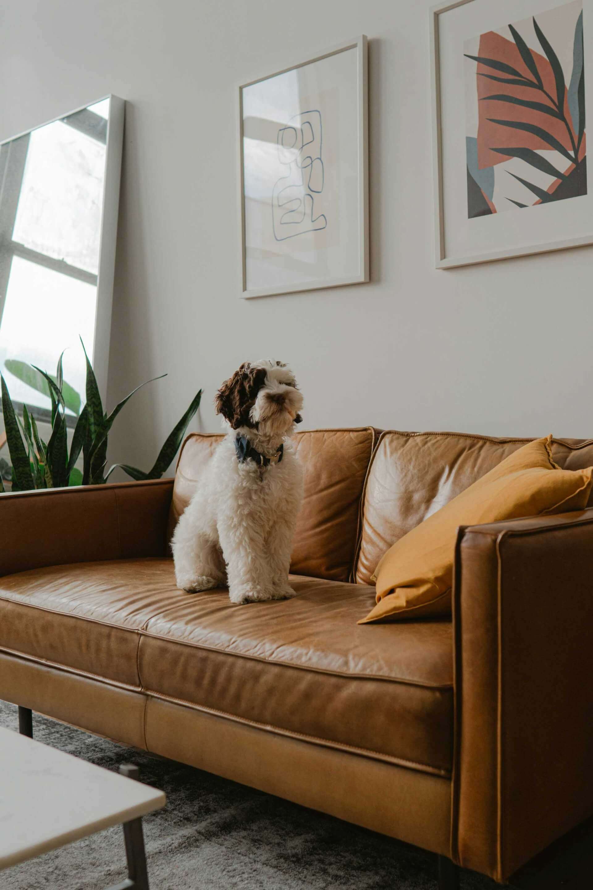 dog on a couch at pet-friendly apartments for rent atlanta